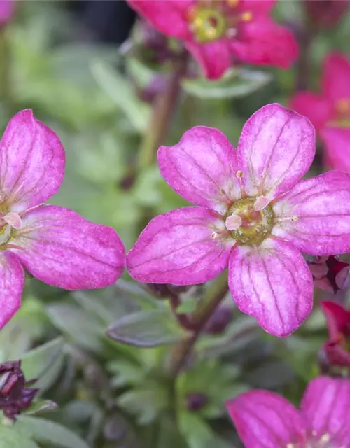 Saxifraga x arendsii, rosa