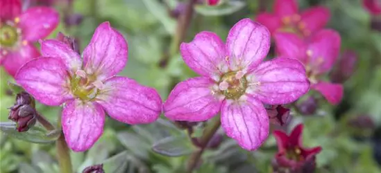 Saxifraga x arendsii, rosa