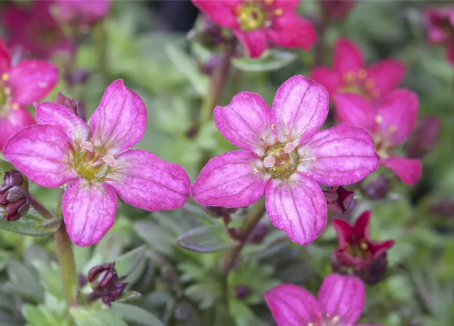 Saxifraga x arendsii, rosa