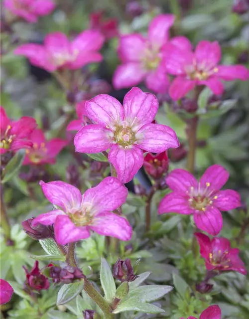 Saxifraga x arendsii, rosa