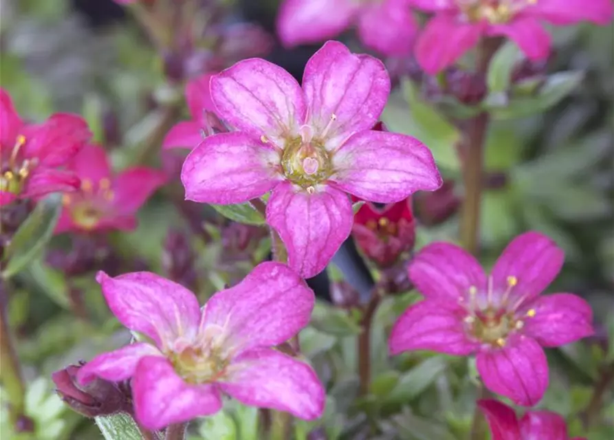 Saxifraga x arendsii, rosa