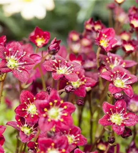 Saxifraga x arendsii, rot