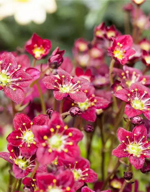 Saxifraga x arendsii, rot