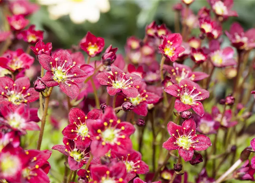 Saxifraga x arendsii, rot