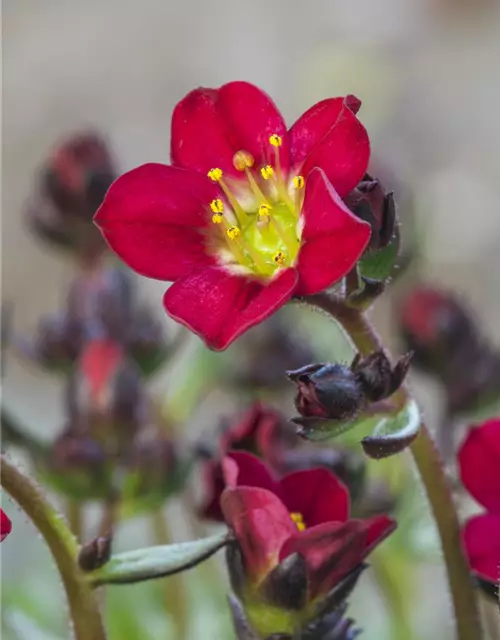 Saxifraga x arendsii, rot