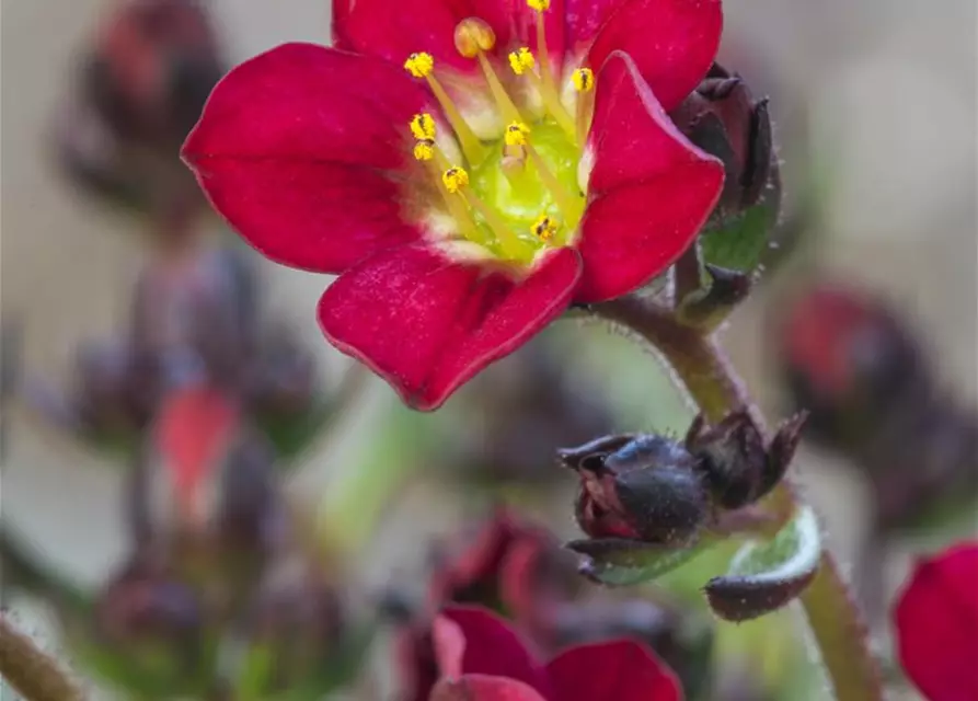 Saxifraga x arendsii, rot