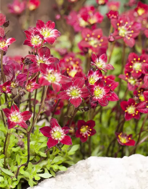 Saxifraga x arendsii, rot