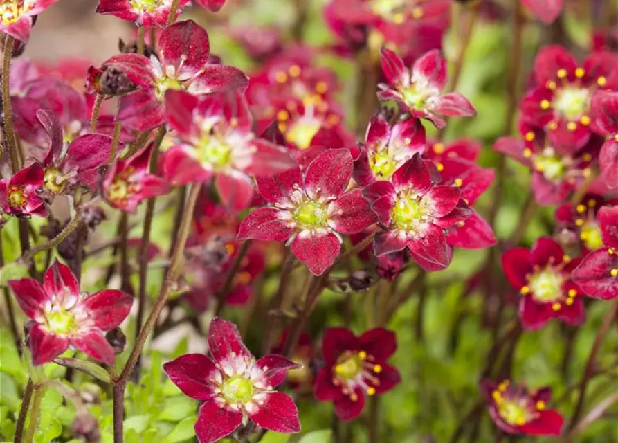 Saxifraga x arendsii, rot