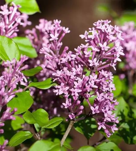 Syringa meyeri