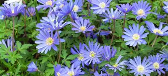 Anemone blanda