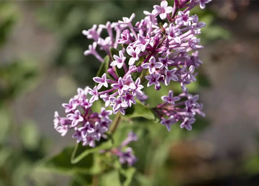 Syringa meyeri