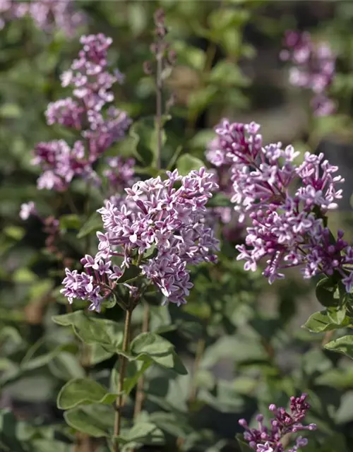 Syringa meyeri