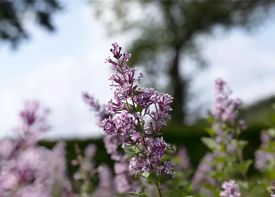 Syringa meyeri