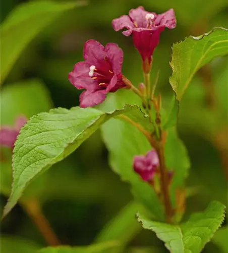 Weigela 'Bristol Ruby'®