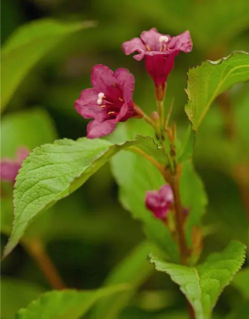 Weigela 'Bristol Ruby'®