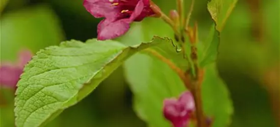 Weigela 'Bristol Ruby'®