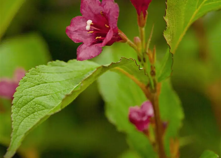 Weigela 'Bristol Ruby'®