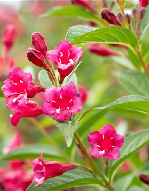 Weigela 'Bristol Ruby'®