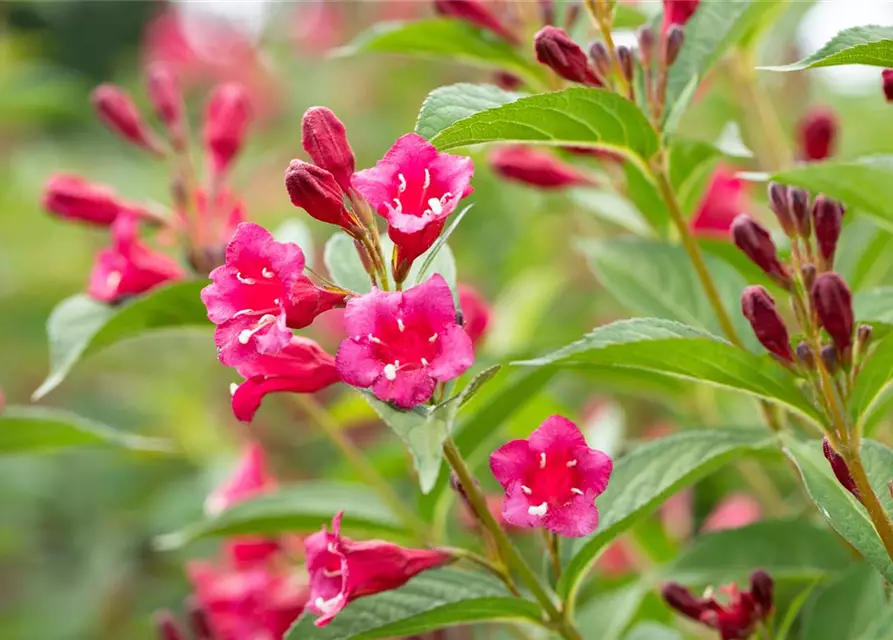 Weigela 'Bristol Ruby'®