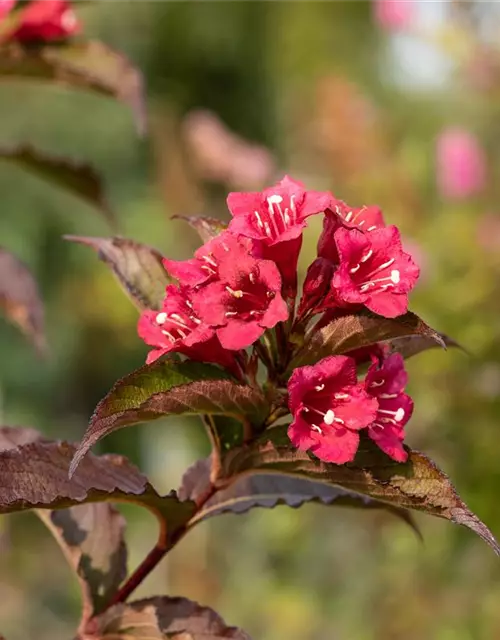 Weigela 'Bristol Ruby'®