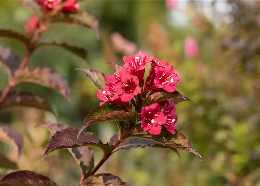 Weigela 'Bristol Ruby'®