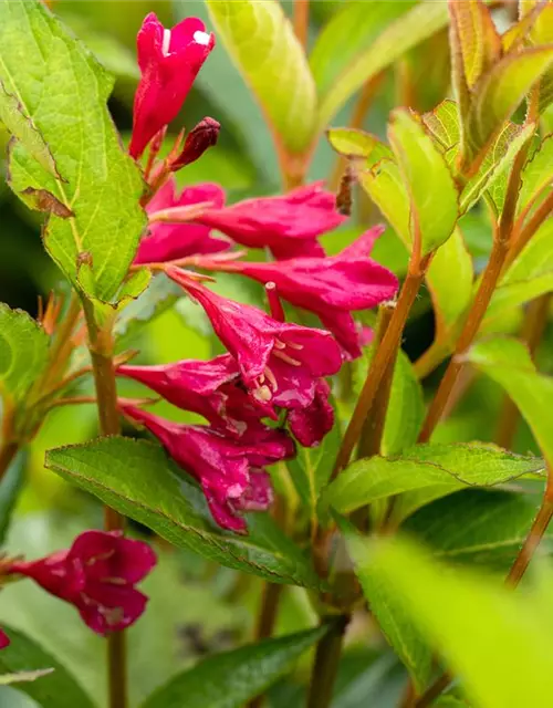 Weigela 'Bristol Ruby'®