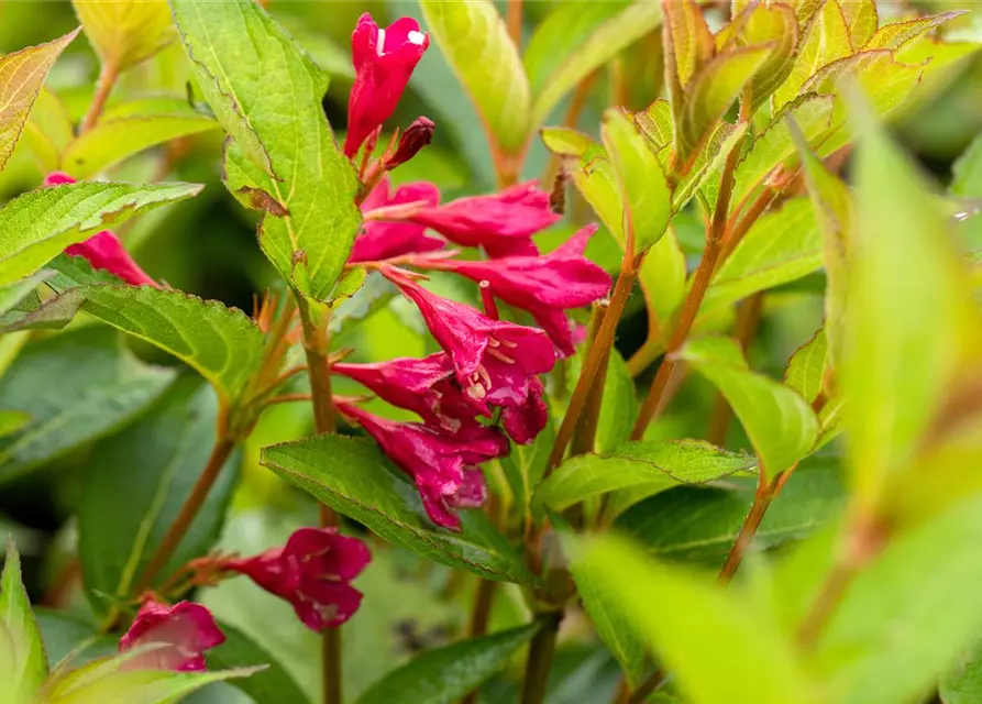 Weigela 'Bristol Ruby'®