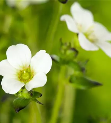 Saxifraga x arendsii, weiß