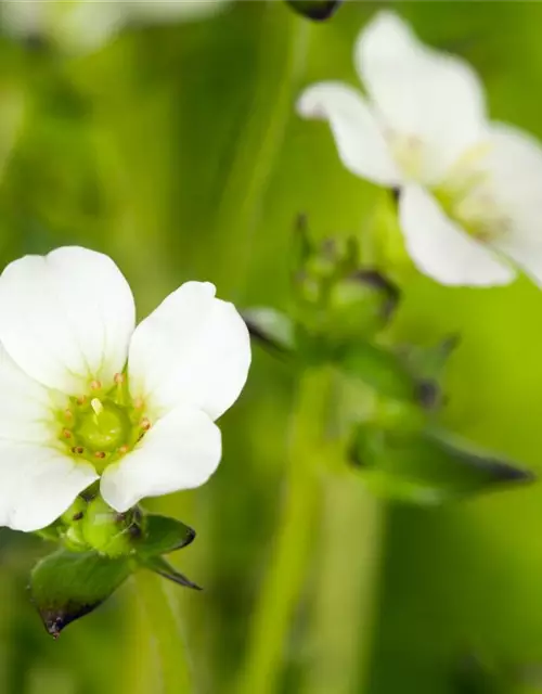 Saxifraga x arendsii, weiß