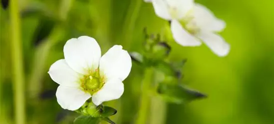 Saxifraga x arendsii, weiß