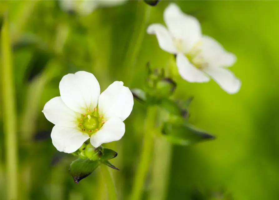 Saxifraga x arendsii, weiß