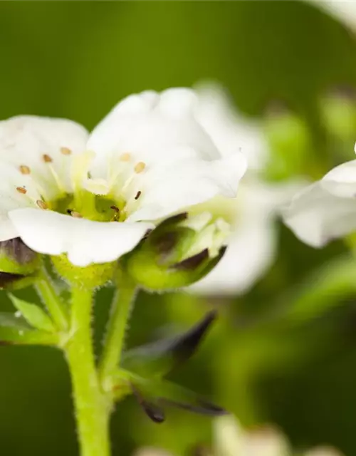 Saxifraga x arendsii, weiß