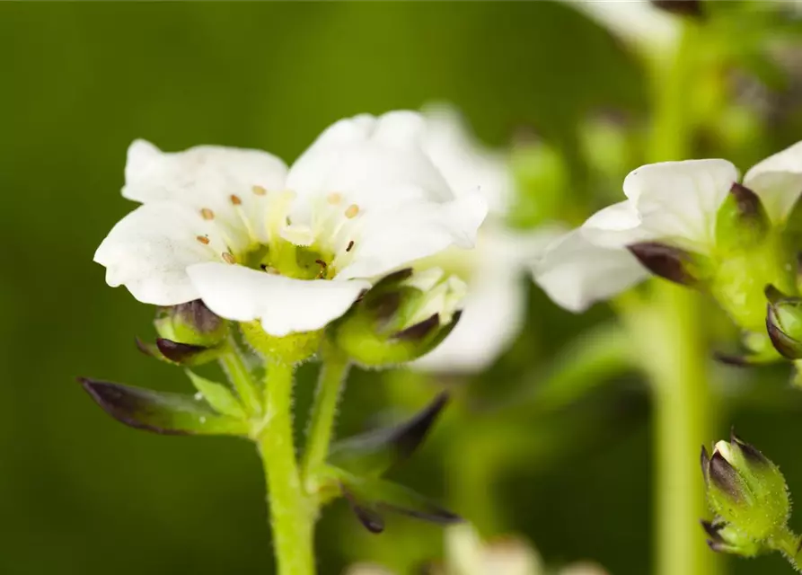 Saxifraga x arendsii, weiß