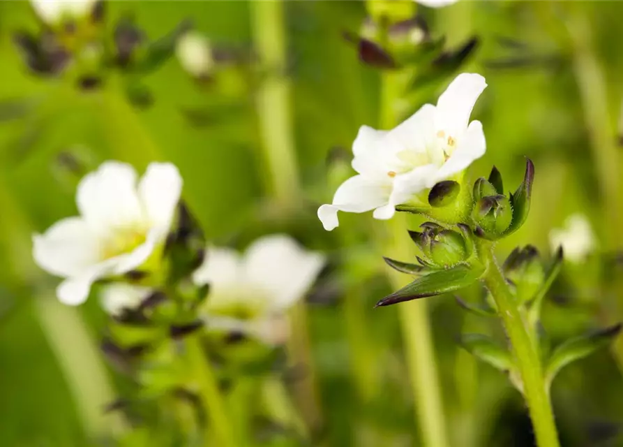 Saxifraga x arendsii, weiß