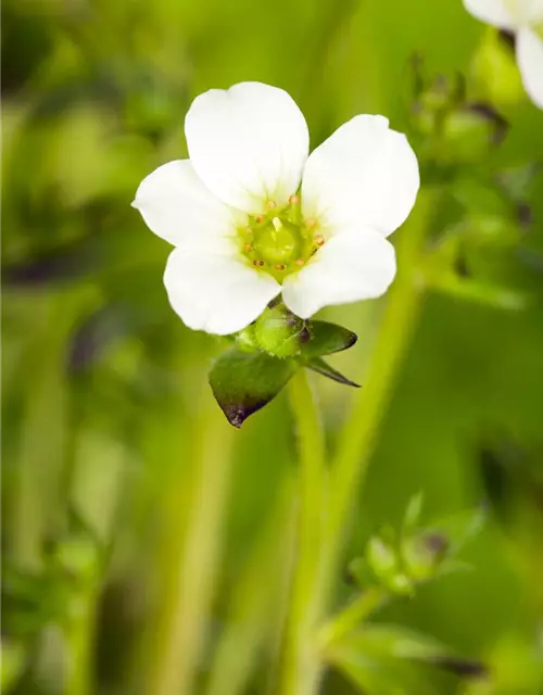 Saxifraga x arendsii, weiß