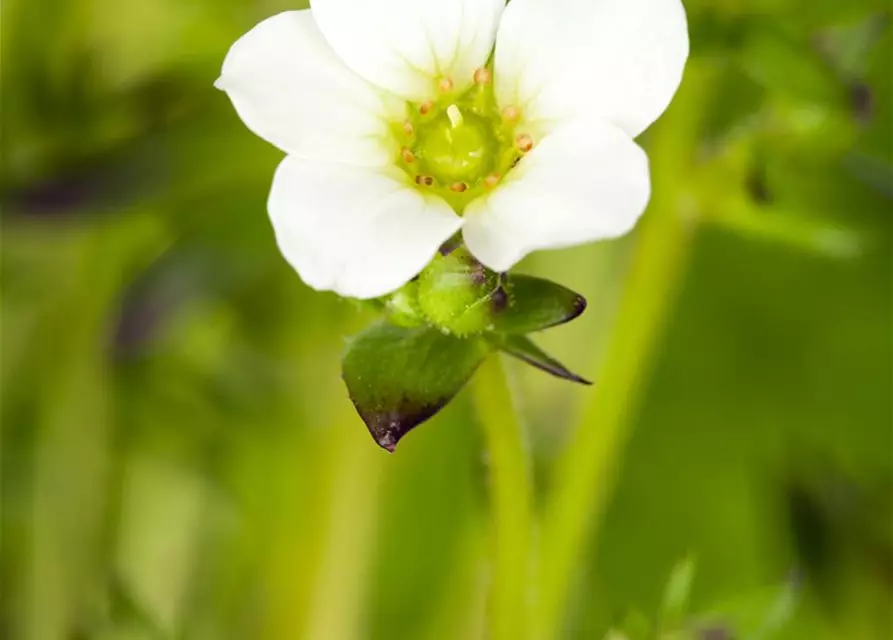 Saxifraga x arendsii, weiß