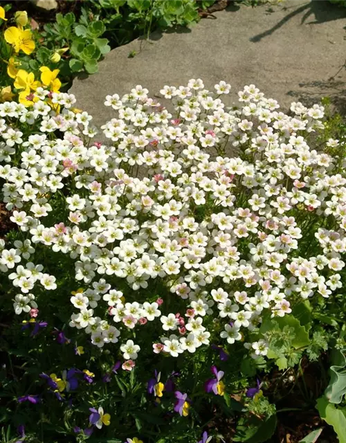 Saxifraga x arendsii, weiß