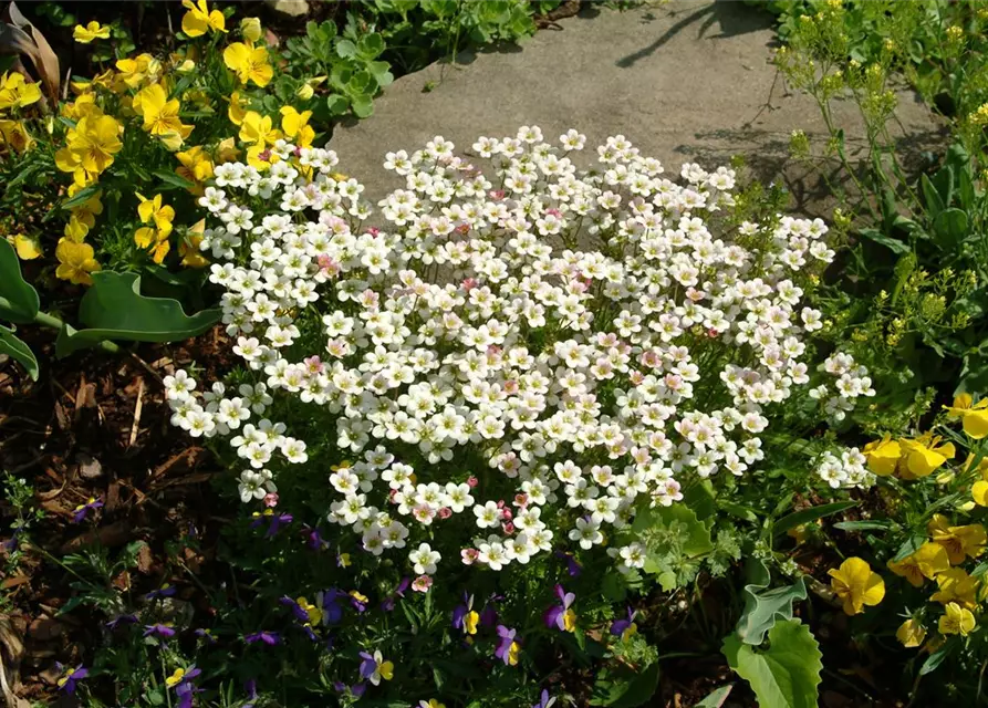 Saxifraga x arendsii, weiß