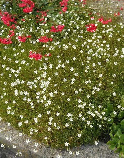 Saxifraga x arendsii, weiß