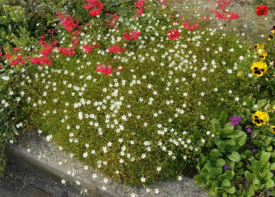 Saxifraga x arendsii, weiß