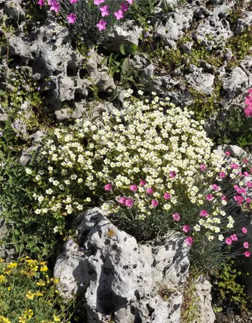 Saxifraga x arendsii, weiß