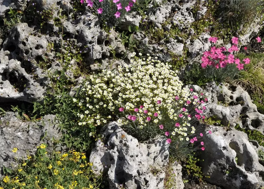 Saxifraga x arendsii, weiß