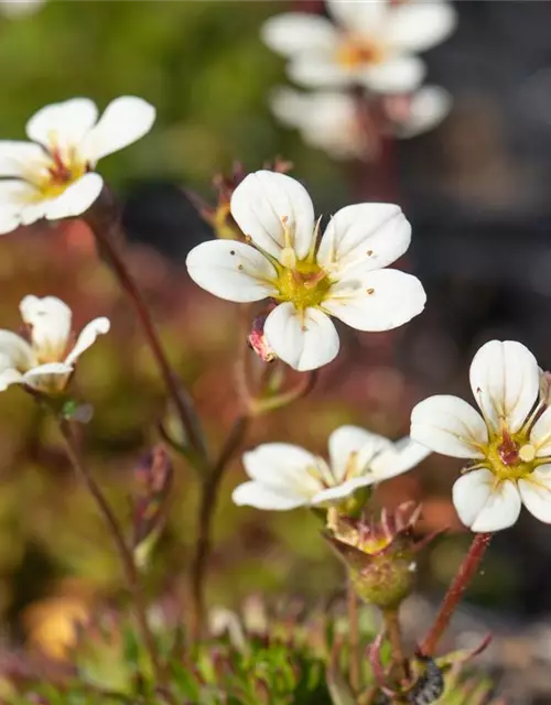 Saxifraga x arendsii, weiß