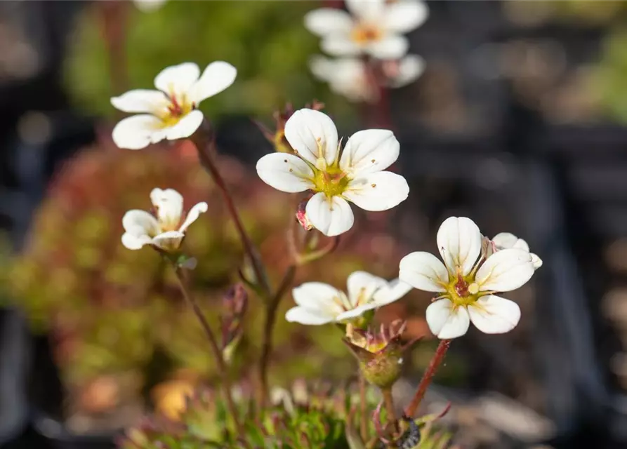 Saxifraga x arendsii, weiß