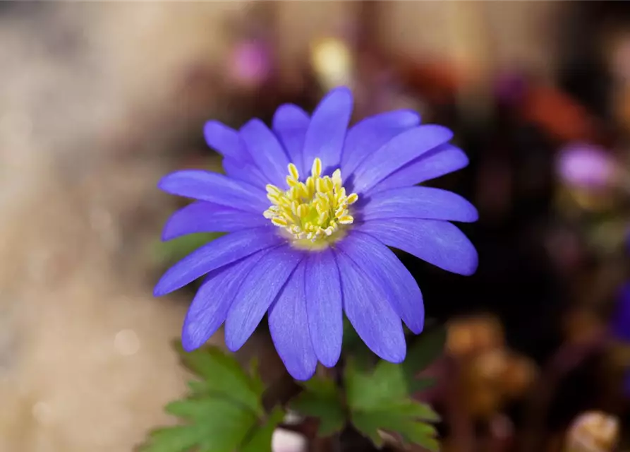 Anemone blanda