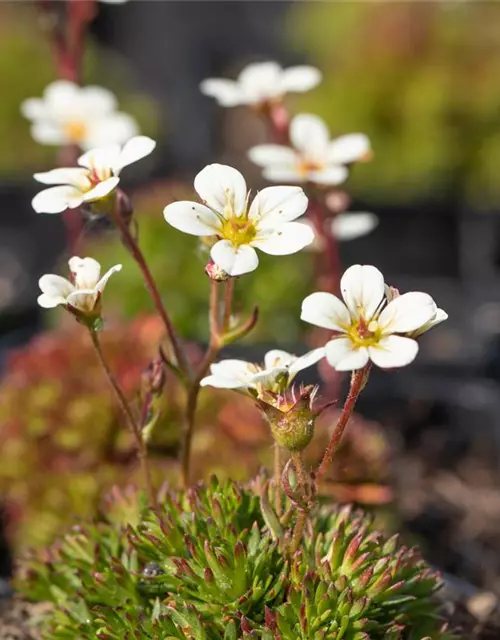 Saxifraga x arendsii, weiß