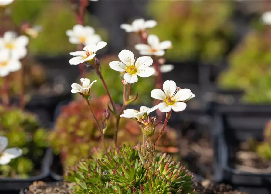 Saxifraga x arendsii, weiß