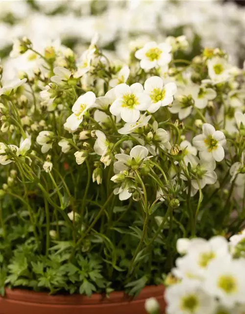 Saxifraga x arendsii, weiß