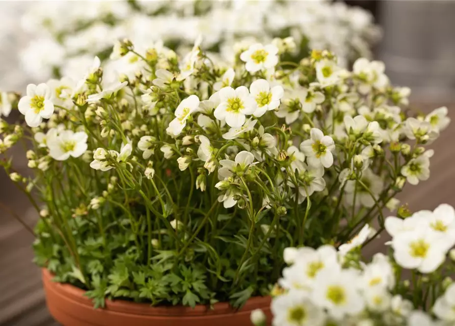 Saxifraga x arendsii, weiß