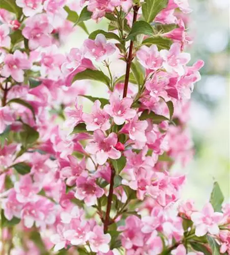 Weigela florida